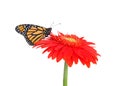 Monarch butterfly standing on a reddish orange Gerbera Daisy, Isolated Royalty Free Stock Photo