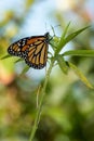 Monarch butterfly on stem vertical