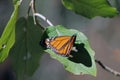 Monarch butterfly still in a leave