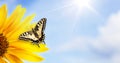 Monarch butterfly on sunflower against clear blue sky Royalty Free Stock Photo