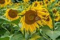 Monarch butterfly on a sunflower Royalty Free Stock Photo