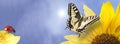 Monarch butterfly on sunflower and ladybug against clear blue sky Royalty Free Stock Photo