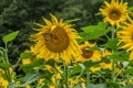 Monarch butterfly on a sunflower Royalty Free Stock Photo