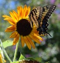 Monarch Butterfly on a Sunflower Royalty Free Stock Photo