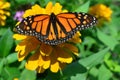 Monarch Butterfly on the sunflower