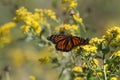 Monarch butterfly tagging project