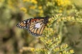 Monarch butterfly tagging project