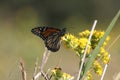 Monarch butterfly tagging project