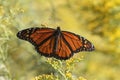 Monarch butterfly tagging project