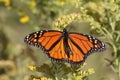 Monarch butterfly tagging project