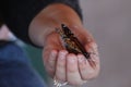 Monarch butterfly tagging project