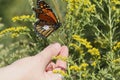 Monarch butterfly tagging project