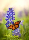 Monarch butterfly on Texas Bluebonnet flower Royalty Free Stock Photo