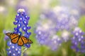 Monarch butterfly on Texas Bluebonnet flower Royalty Free Stock Photo