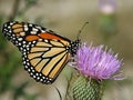 Monarch Butterfly on Thistle