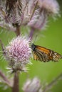Monarch Butterfly on a Thistle