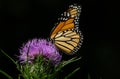 Monarch Butterfly on Thistle