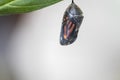 Monarch butterfly about to emerge from chrysalis Royalty Free Stock Photo