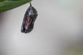 Monarch butterfly about to emerge from chrysalis