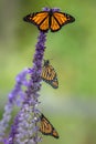 Monarch Butterfly Trio On Blue Salvia Flowers, Green Background