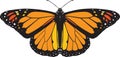 Monarch butterfly vector Royalty Free Stock Photo