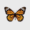 Monarch butterfly vector illustration Royalty Free Stock Photo