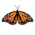 Monarch butterfly. Vector illustration isolated on white background Royalty Free Stock Photo