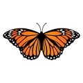 Monarch butterfly. Vector illustration isolated on white background Royalty Free Stock Photo