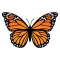 Monarch butterfly. Vector illustration isolated on white background Royalty Free Stock Photo