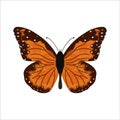 Monarch butterfly vector illustration Royalty Free Stock Photo