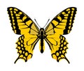 Monarch Butterfly vector with open wings.