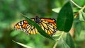 Monarch butterfly in the vegetation