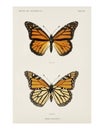 Monarch butterfly vintage illustration by Sherman F. Denton. Digitally enhanced by rawpixel