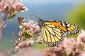 Monarch butterfly visiting a flower on Mount Sunapee, New Hampshire Royalty Free Stock Photo
