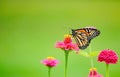 Monarch Butterfly Visiting Zinnia Flowers Royalty Free Stock Photo