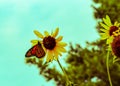 Monarch butterfly, wanderer, common tiger on yellow flower, sunflower Royalty Free Stock Photo