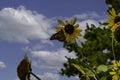 Monarch butterfly, wanderer, common tiger on yellow flower, sunflower