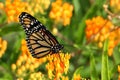 Monarch Butterfly on Butterfly Weed Flowers