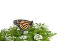 Monarch butterfly on white alyssum flowers, isolated Royalty Free Stock Photo