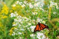 Monarch butterfly on the white asters Royalty Free Stock Photo