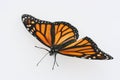 Monarch butterfly on white background