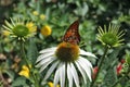 Monarch Butterfly On White Coneflower