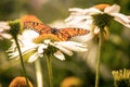 A monarch butterfly and white daisy flowers Royalty Free Stock Photo