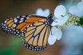 Monarch Butterfly on white flower Royalty Free Stock Photo