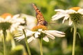 A monarch butterfly ready to fly Royalty Free Stock Photo