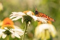 Flowers and a monarch butterfly Royalty Free Stock Photo