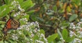 Monarch Butterfly on white flowers Royalty Free Stock Photo