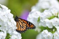 Monarch butterfly on white phlox flowers Royalty Free Stock Photo