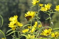Monarch butterfly on wild yellow flower in field.. Royalty Free Stock Photo