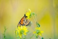 Monarch butterfly on wildflower in Crex Meadows Wildlife Area
